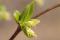 Ostryer de Virginie (Ostrya virginiana)