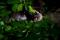 Glossophage de Pallas (Glossophaga soricina)
