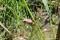 Jeune métamorphe (grenouillette) de rainette faux-grillon grimpant dans l’herbage à l’aide de ses petites ventouses.