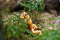 Grenouille dorée du Panama (Atelopus zeteki)
