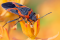 Small milkweed bug (Lygaeus kalmii)