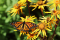 Monarque (Danaus plexippus)