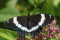 Amiral blanc (Limenitis arthemis)