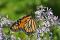 Un million d’espèces animales et végétales sont menacées d’extinction, comme le papillon monarque (Danaus plexippus).