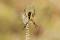 Yellow garden spider (Argiope aurantia)