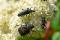Three species of beetle taking part, unbeknownst to them, in the pollination of a cherry tree.