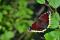 Mourning Cloak