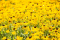 Rudbeckia 'American Gold Rush'