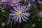 New England aster (Symphyotrichum Blue Autumn)