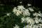 Flat-top white aster (Doellingeria umbellata)