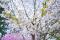 Japanese alpine cherry (Prunus nipponica var. kurilensis)