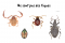 Not ticks