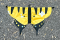 Final result of a costume for Les Butineries representing the Canadian tiger butterfly.