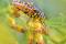 Spilomyia longicornis est une mouche pollinisatrice inoffensive qui imite les patrons de couleur d’une guêpe pour duper ses prédateurs. Ses pattes avant sont plus foncées pour ressembler aux longues antennes des guêpes!