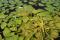 Rosette de châtaigne d’eau (Trapa natans) avec des fruits (noix) en formation – Baie de Carillon 2020