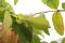 Phyllium letiranti, one of the species able to reproduce by sexual reproduction and parthenogenesis.
