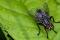 Les francophones appellent parfois les Sarcophagidae « mouches arbitres » en raison des lignes blanches présentes sur leur thorax noir. En Anglais, leur nom commun est plutôt « flesh flies ».