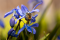 Scilla foraged by a bee.