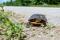 Turtles grow active and move about with the arrival of spring, when crossing roads and highways makes them vulnerable to collisions with vehicles.