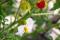 Sticky nightshade (Solanum sisymbriifolium)