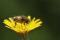 Comme tous les syrphidae, ce syrphe couvert de pollen contribuera peut-être à la pollinisation de la fleur sur laquelle il se trouve. 