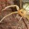 Could arachnophobia be the result of misinformation?