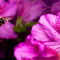 Attraction florale au jardin
