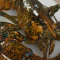 Lobsters have a soft spot for microalgae