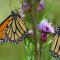 L'étonnante mémoire des papillons monarques