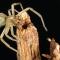 Faut-il avoir peur de l’araignée Cheiracanthium mildei ?