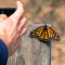 Community science: hitting three targets with one stone
