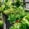 A vegetable garden on your balcony.