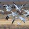 Snow geese