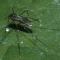 Vivre en paix avec les insectes piqueurs et mordeurs