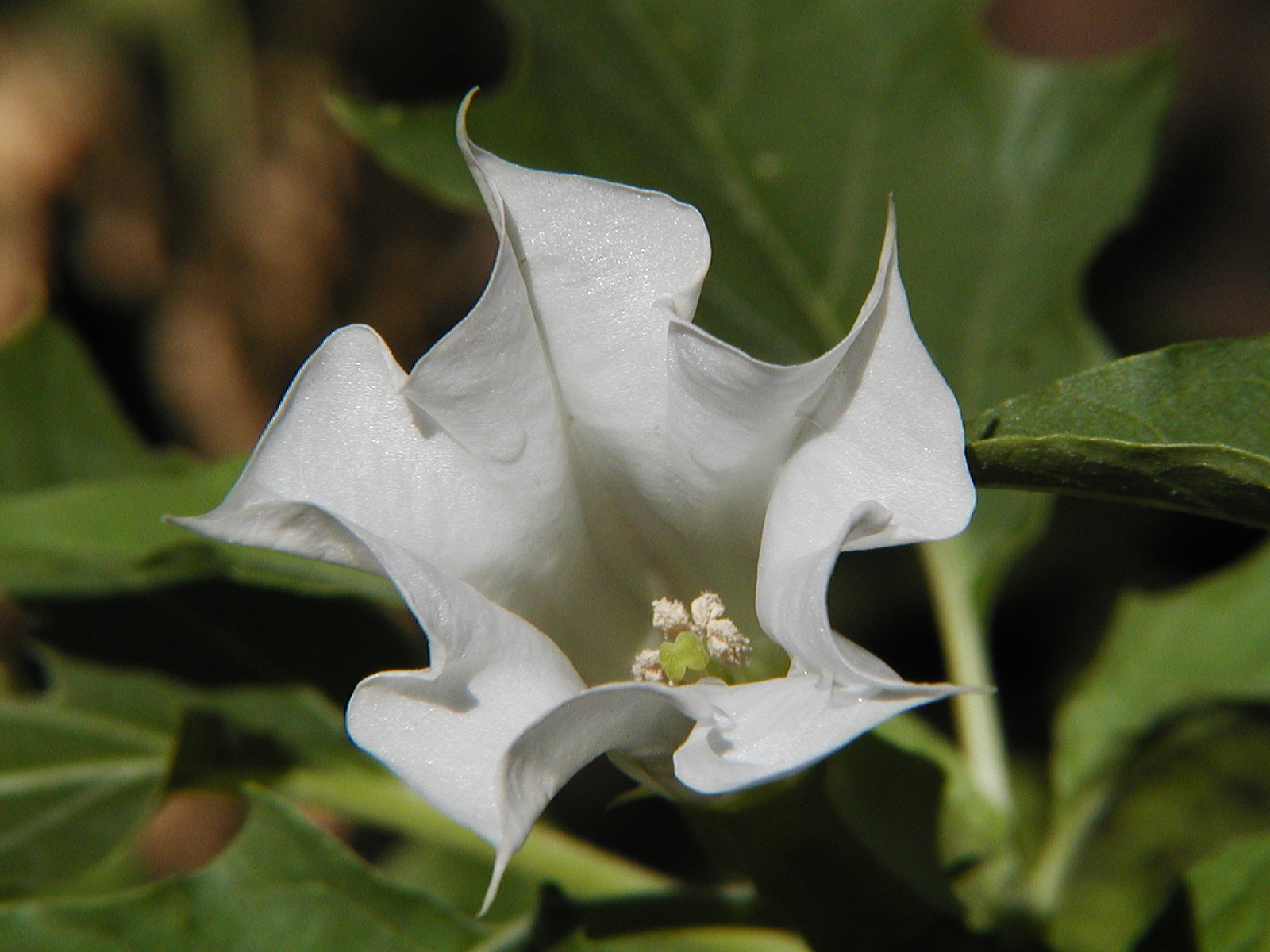 Datura And Brugmansia Space For Life