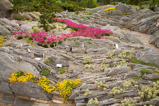 Cultivating Alpine Plants For Rock Gardens Space For Life