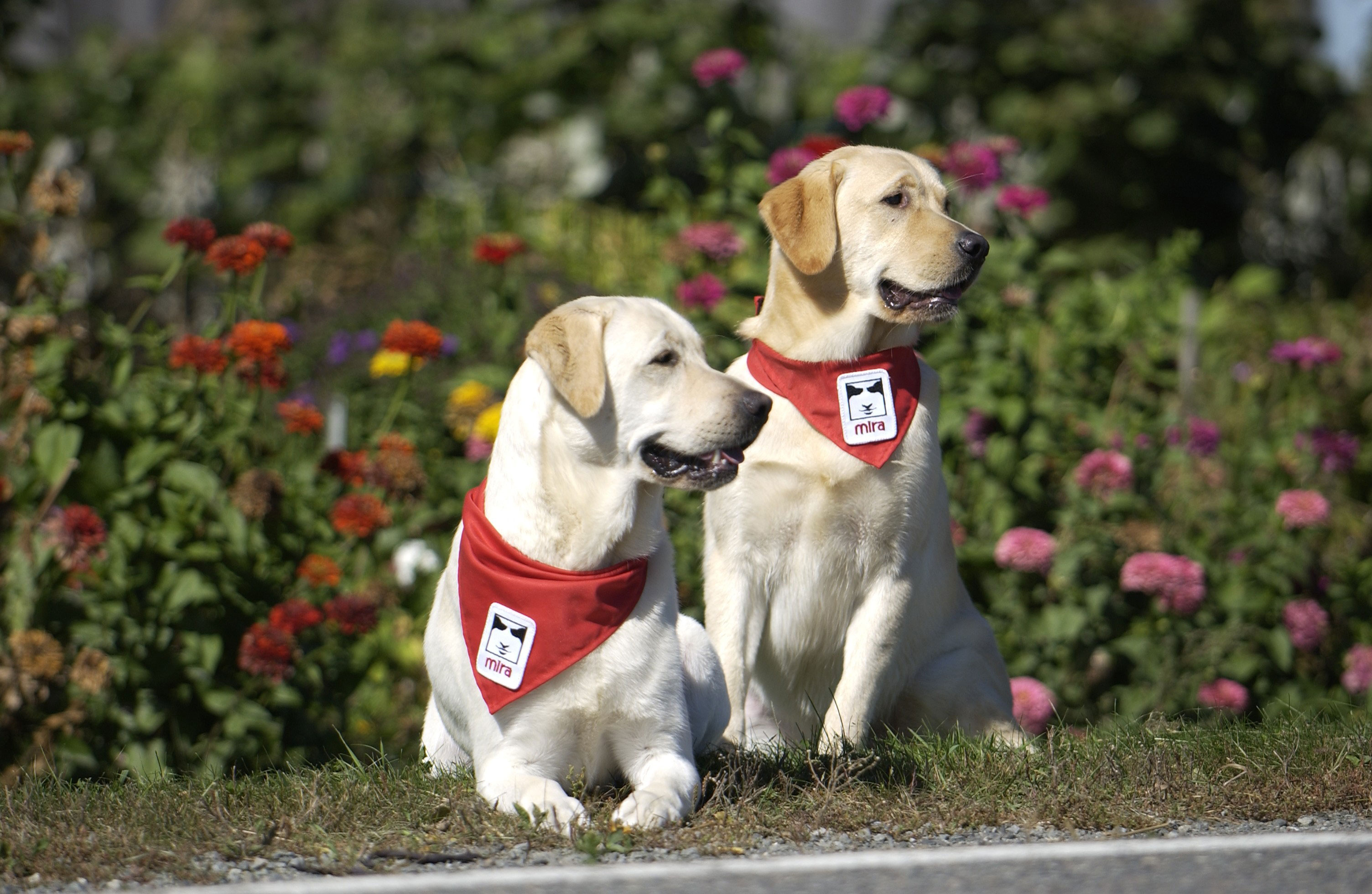 Chiens Guides Et D Assistance Espace Pour La Vie