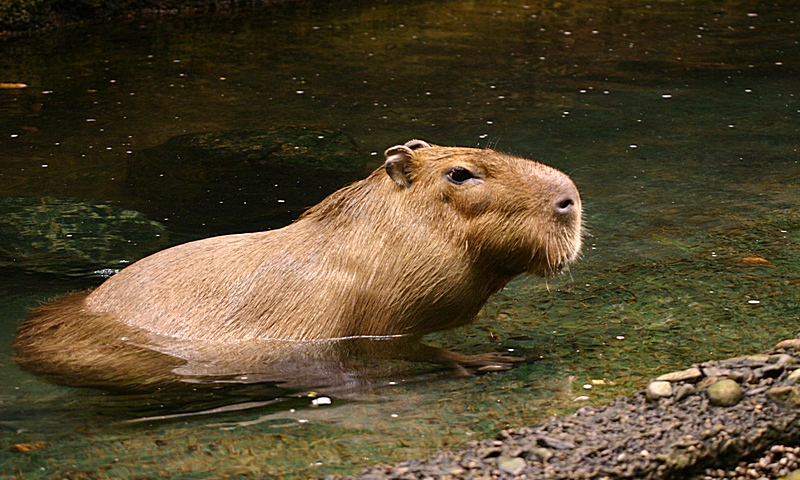 Capybara Space For Life Images, Photos, Reviews