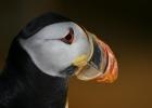 Atlantic puffin