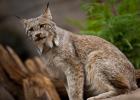 Lynx du Canada (Lynx canadensis).