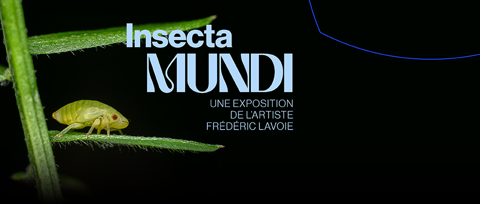 Frédéric Lavoie. Insecta Mundi - Carrousel