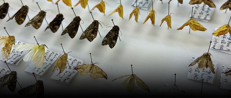 Anecdotes de chercheurs et chercheuses: papillons au sommet