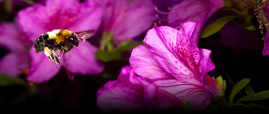 Attraction florale au jardin