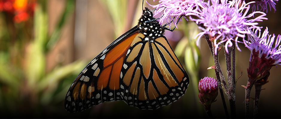 Breeding monarchs, a false good idea