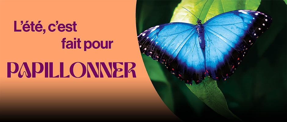 L'été, c'est fait pour papilonner