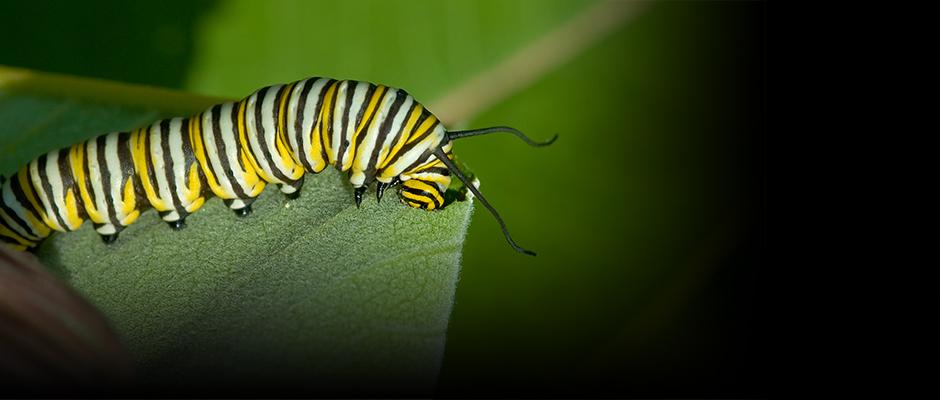 What happens when a monarch skip a meal?