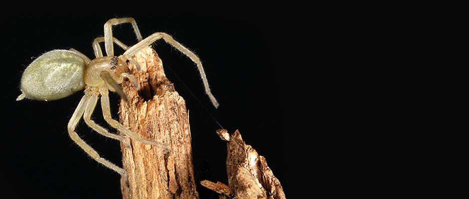 Should we be afraid of the Cheiracanthium mildei spider?