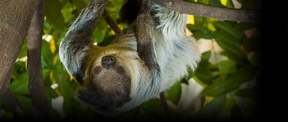 Plus de 2 500 animaux à découvrir
