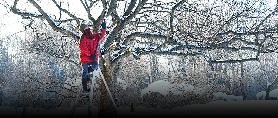 Pruning crabapple trees during the dormant season in the Japanese Garden