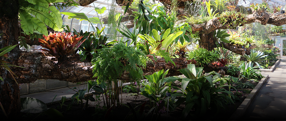 Reopening of the Jardin botanique’s exhibition greenhouses